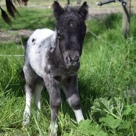 B&B Hoeve Dijkstal Logeren Op De Boerderij Sint Maarten Eksteriør billede