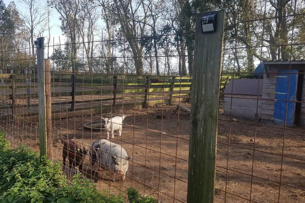 B&B Hoeve Dijkstal Logeren Op De Boerderij Sint Maarten Eksteriør billede