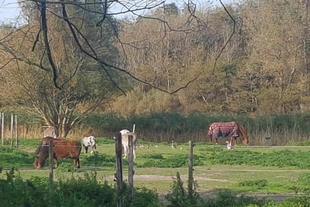 B&B Hoeve Dijkstal Logeren Op De Boerderij Sint Maarten Eksteriør billede